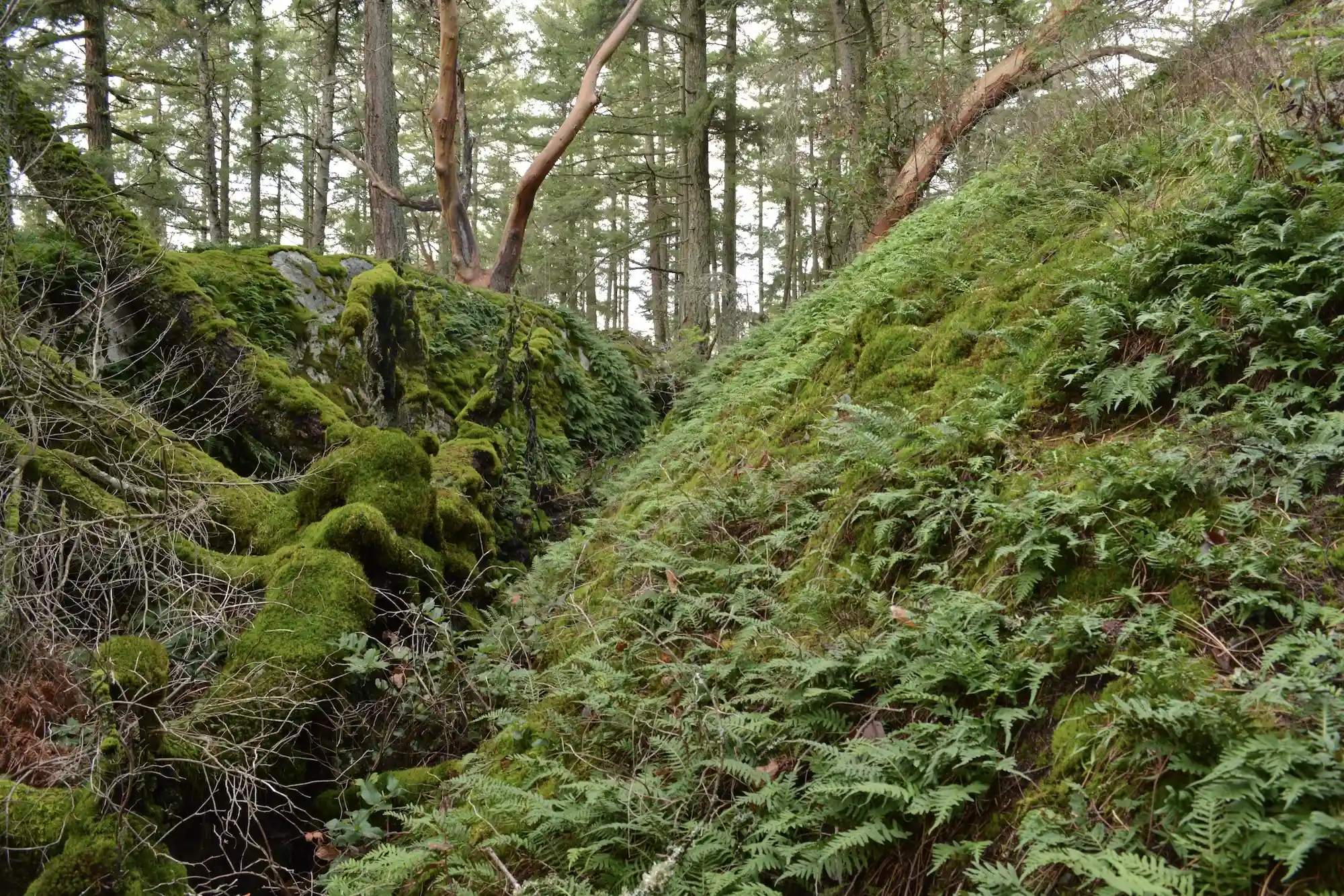 A wild place my daughter and I discovered in West Vancouver